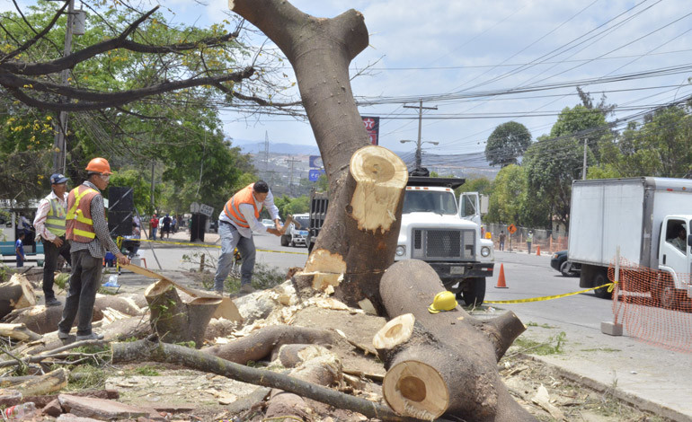 Alcaldía de Tegucigalpa corta árboles porque no hay agua para regarlos