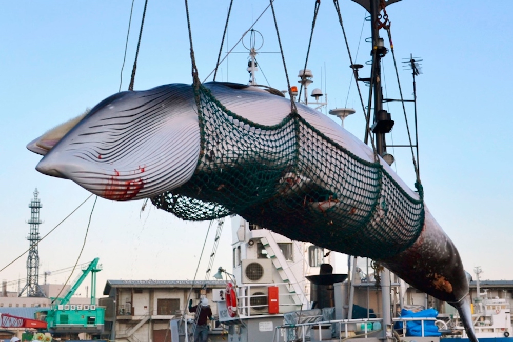 Japón anuncia que retomará la caza masiva de ballenas