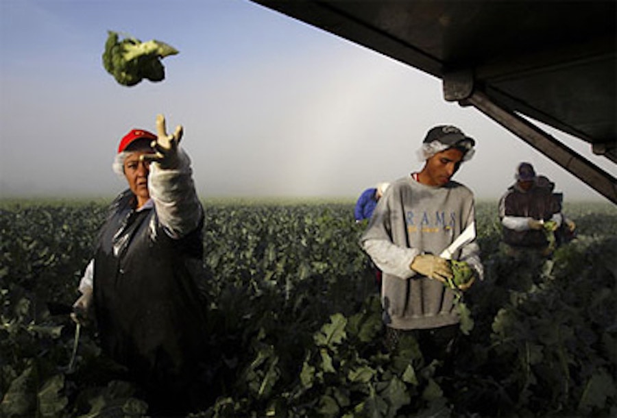 Trabajadores indocumentados EEUU, mitad