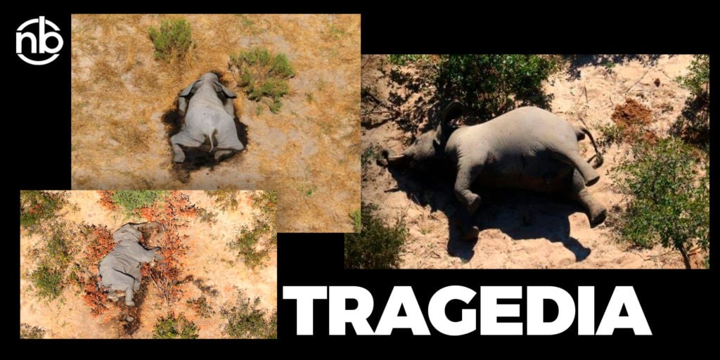 Elefantes mueren misteriosamente