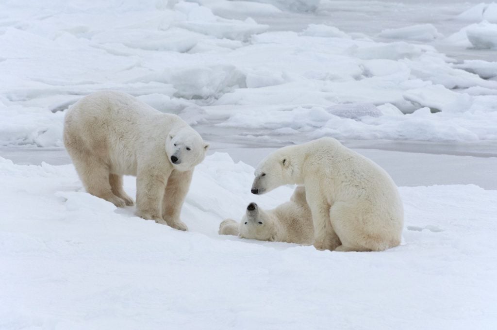 Trump aprueba explotación petrolera en refugio silvestre en Alaska