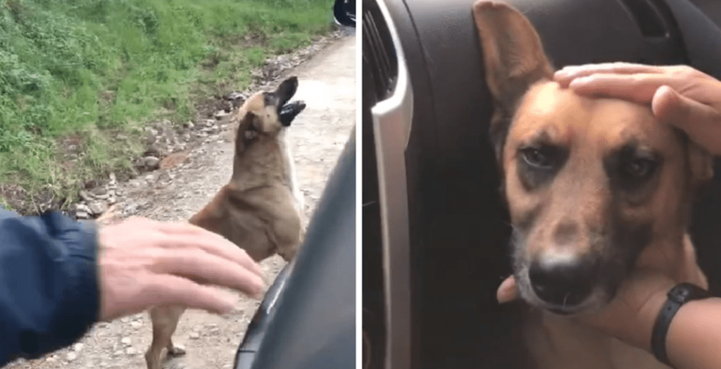 Familia adopta a perro callejero que siguió su automóvil