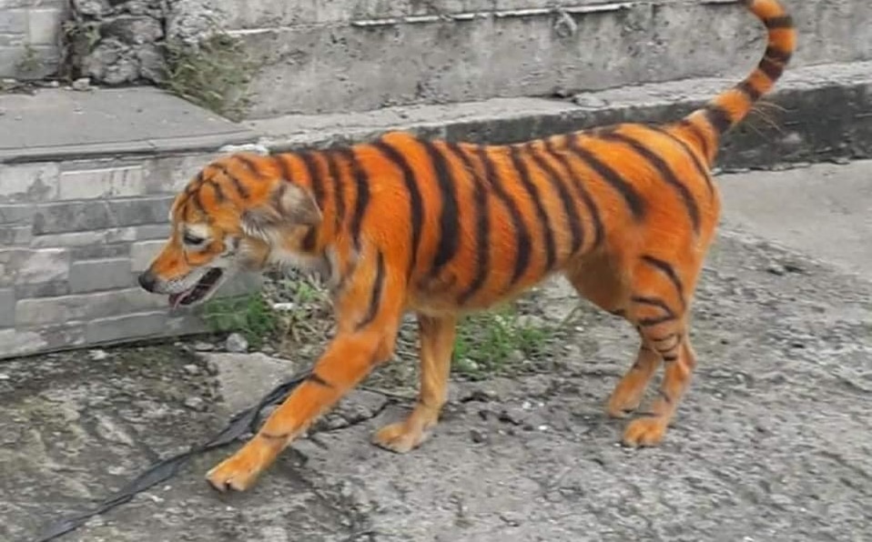 ¿Maltrato animal? Buscan a responsable de pintar a perro como un tigre