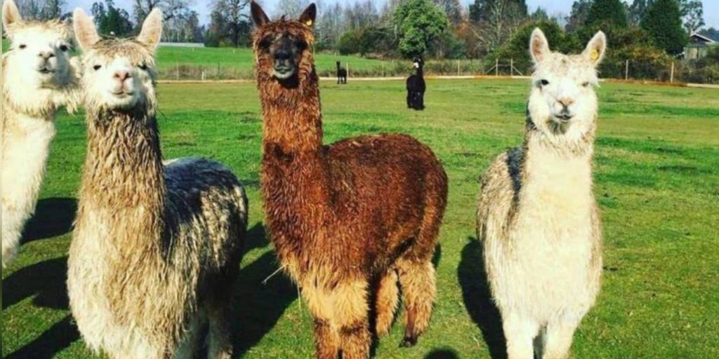 superanticuerpo en alpacas