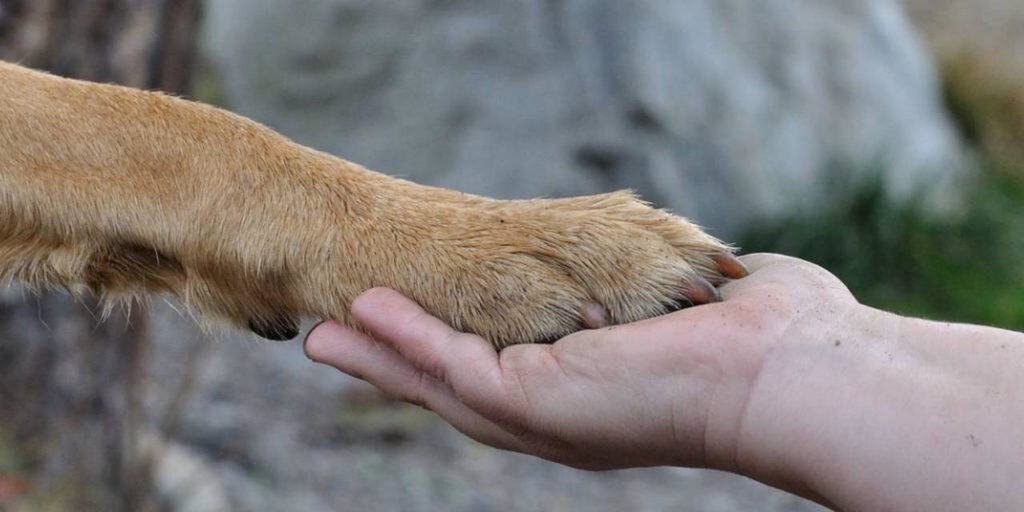 Animales en la Constitución