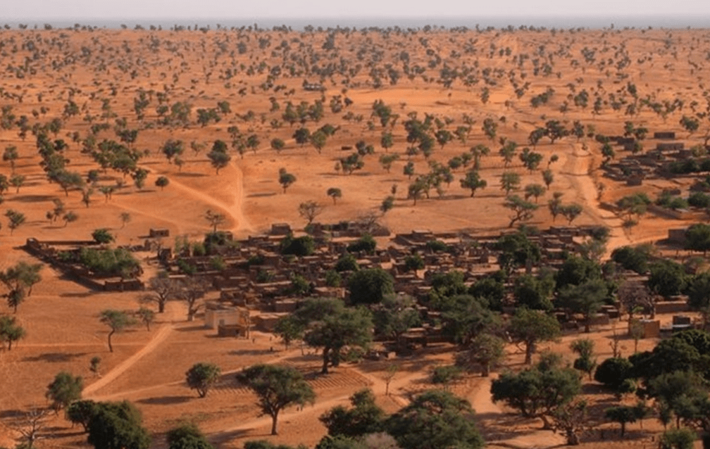 árboles del Sahara