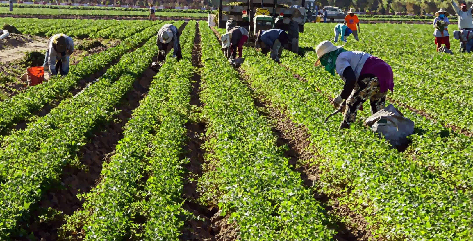 trabajadores agrícolas mexicanos