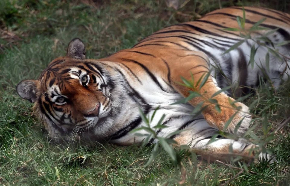 Muere tigre de 14 años en zoológico de Ohio después de contraer covid-19