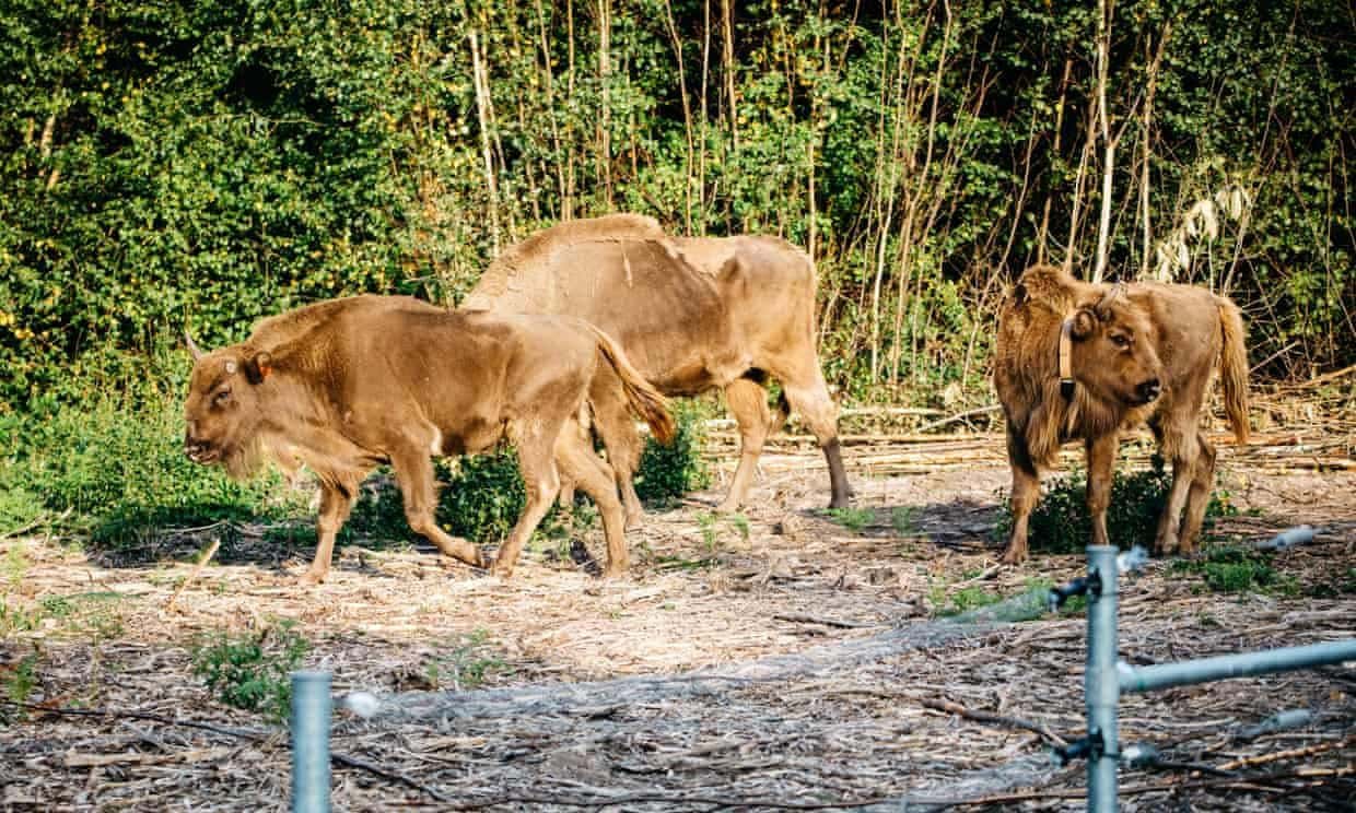 Regresa a Reino Unido el bisonte salvaje tras miles de años