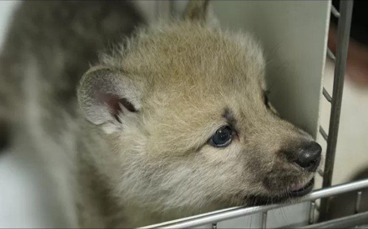 Ella es Maya, el primer lobo ártico clonado en el mundo