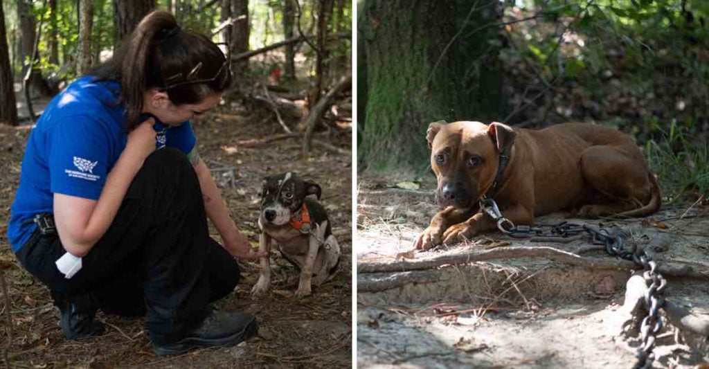 Recatan a más de 300 perros que eran utilizados para pelear en California del Norte