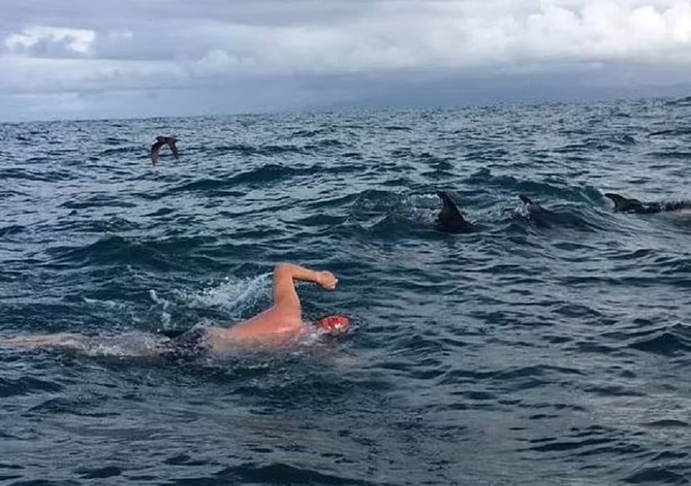 Manada de delfines hace un escudo protector y rodea a nadador al ser acechado por un tiburón