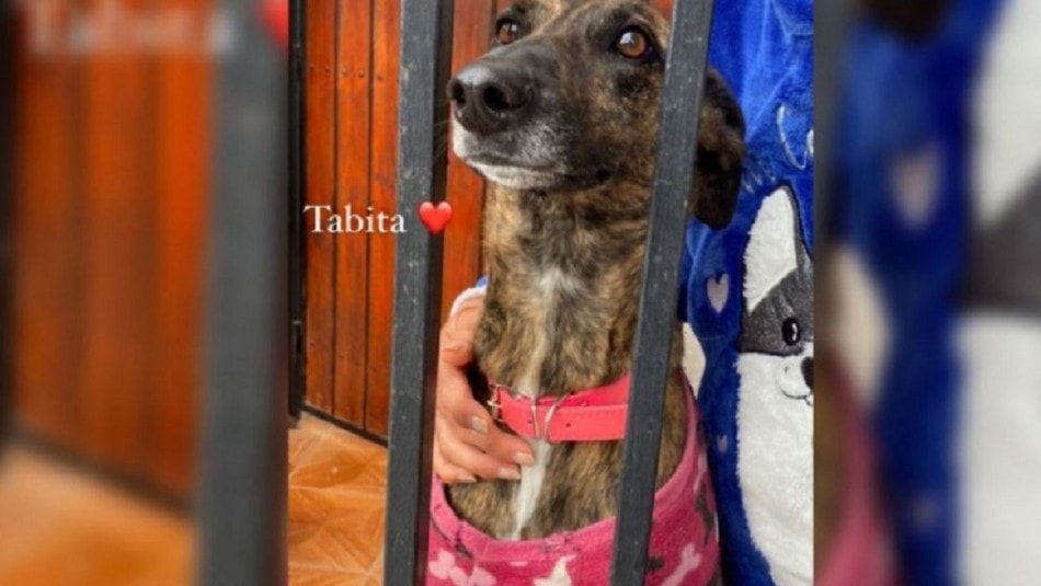 Abuelita desahuciada ruega para que adopten a su perrita antes de morir