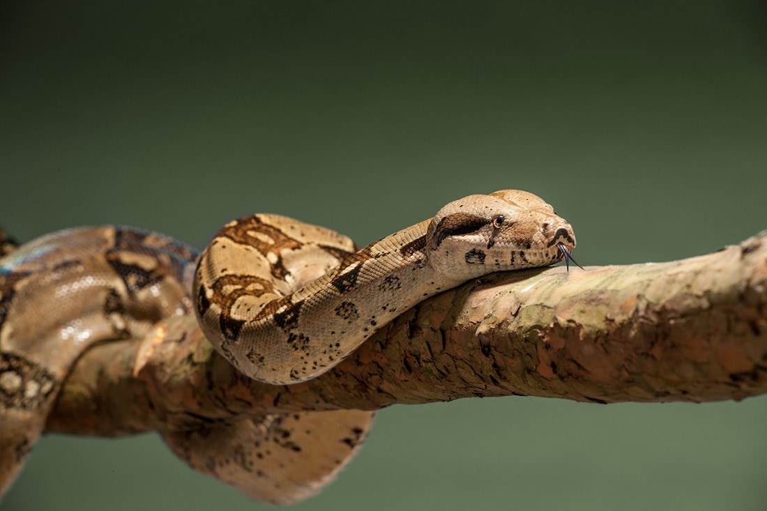 clítoris serpiente