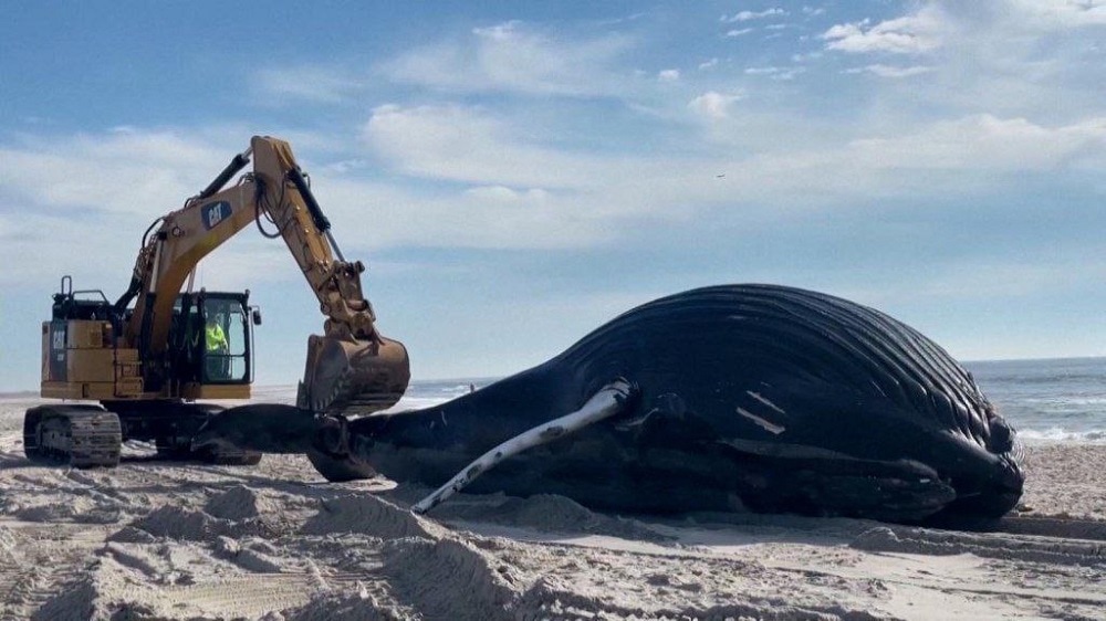 Encuentran muerta a enorme ballena jorobada en Nueva York