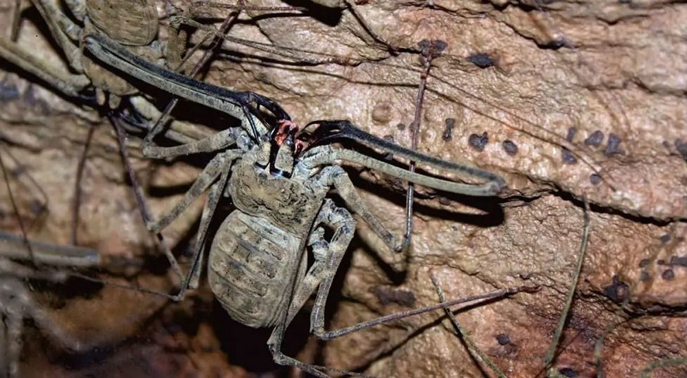 Encuentran 33 especies extrañas en cueva sellada por cinco millones de años