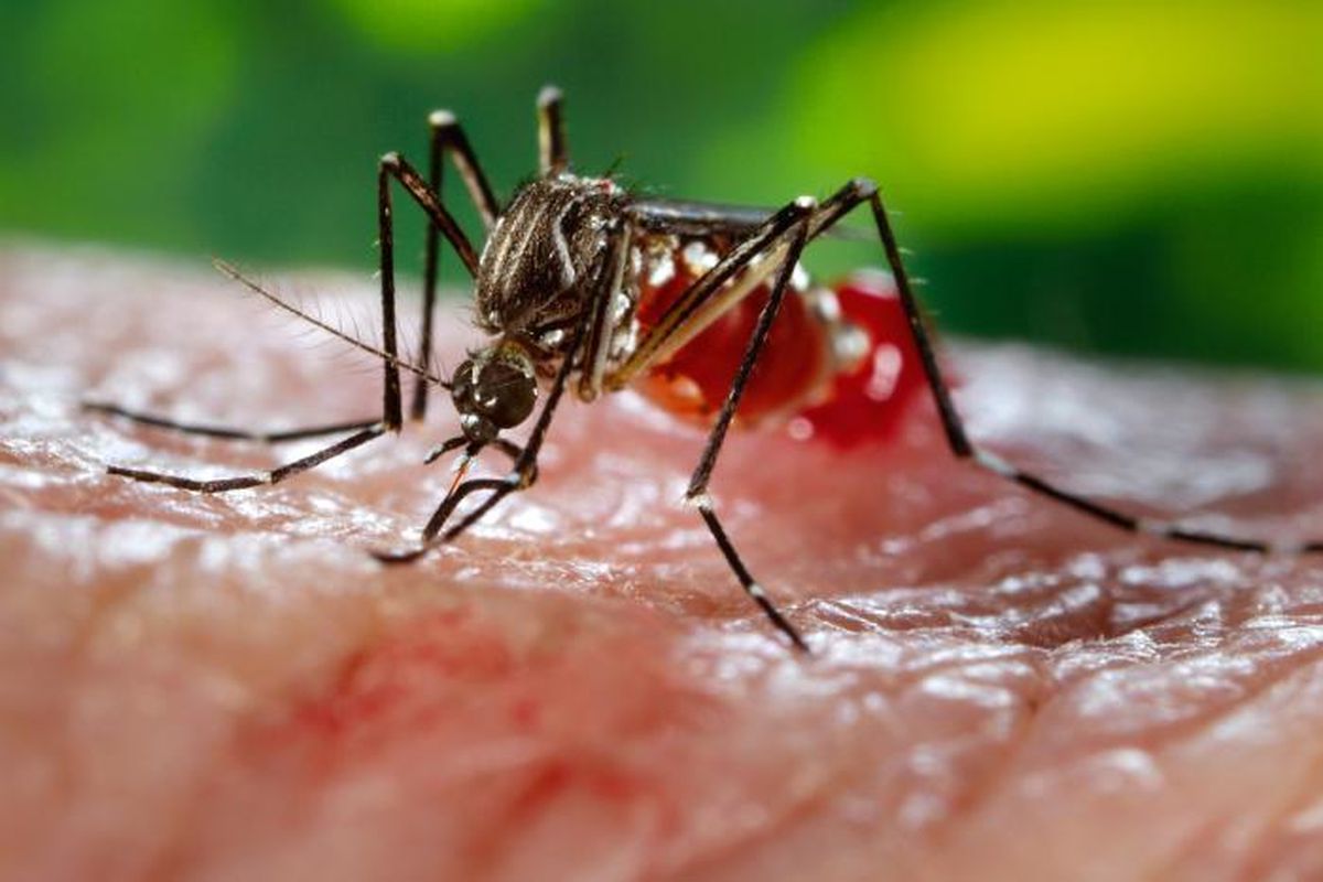 virus mortal, mosquito calentamiento global enfermedades