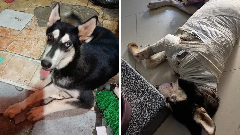 cuanto cuesta un husky siberiano en la india