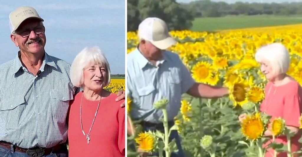 Granjero enamorado plantó más de un millón de girasoles para su esposa