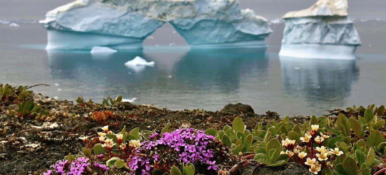 La Antártida agoniza: Mientras florece el hielo invernal llega a su mínimo histórico