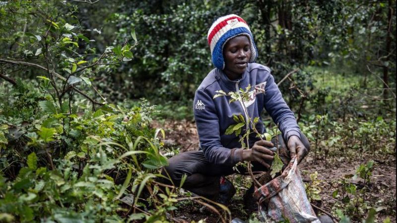 Kenia Declaró Un Día Festivo Con El Objetivo De Plantar 100 Millones De árboles 5557