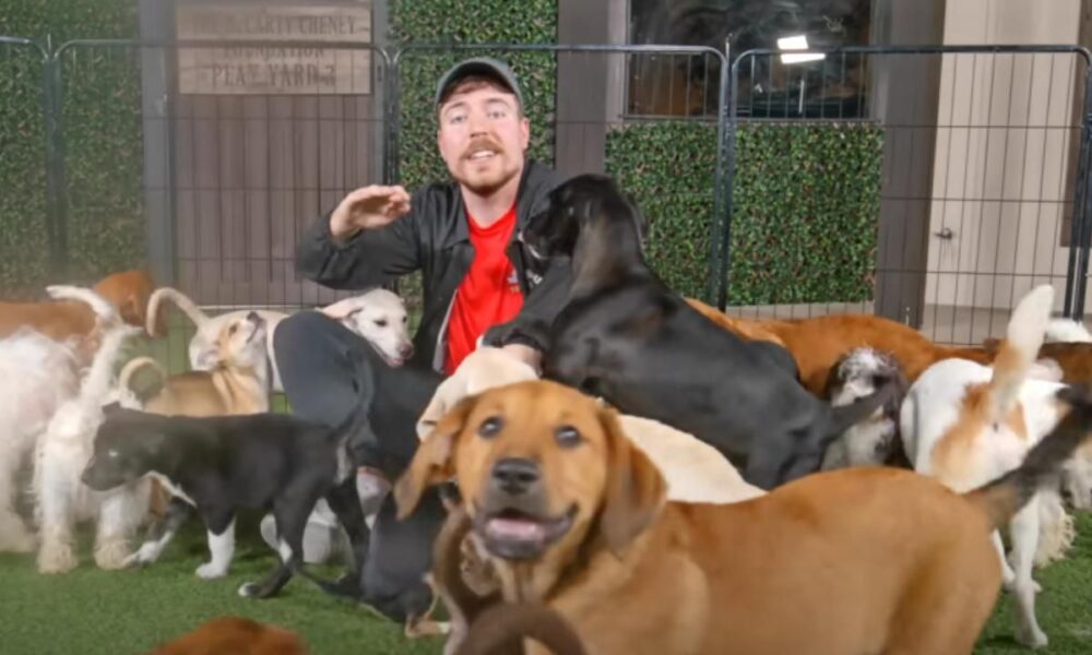 MrBeast rescata a 100 perros, los da en adopción con seguro médico incluido