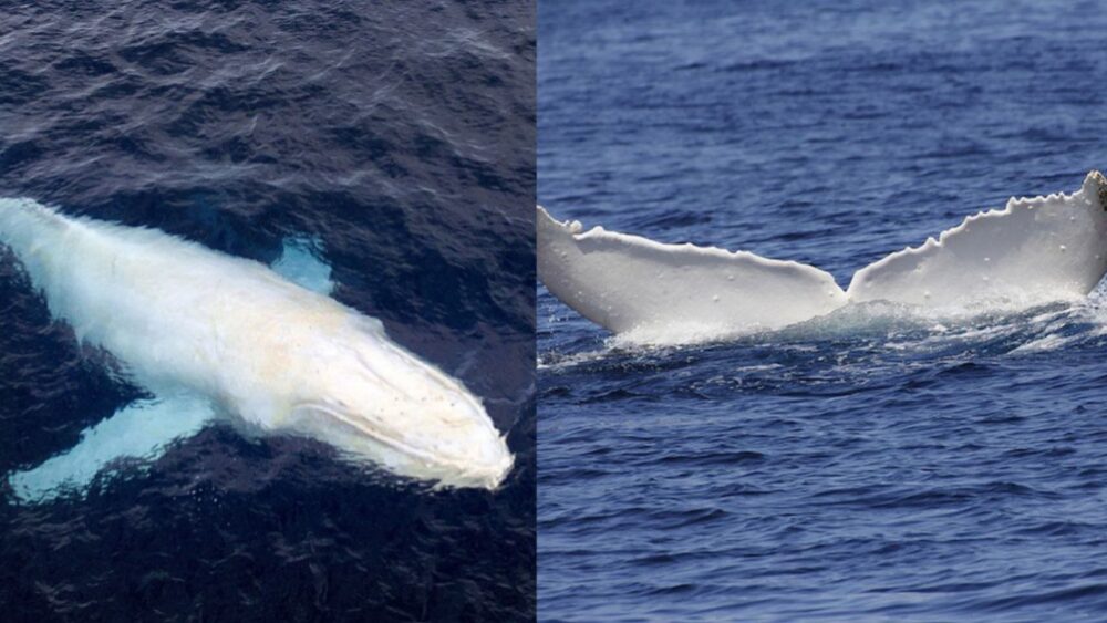 Avizoran una ballena jorobada albina cerca de la costa en Chile, siguen su ruta