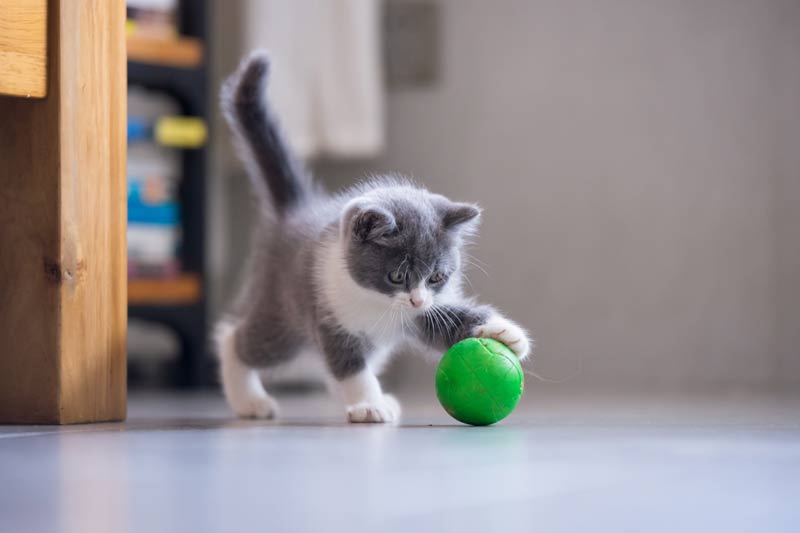 Pelota gato discount