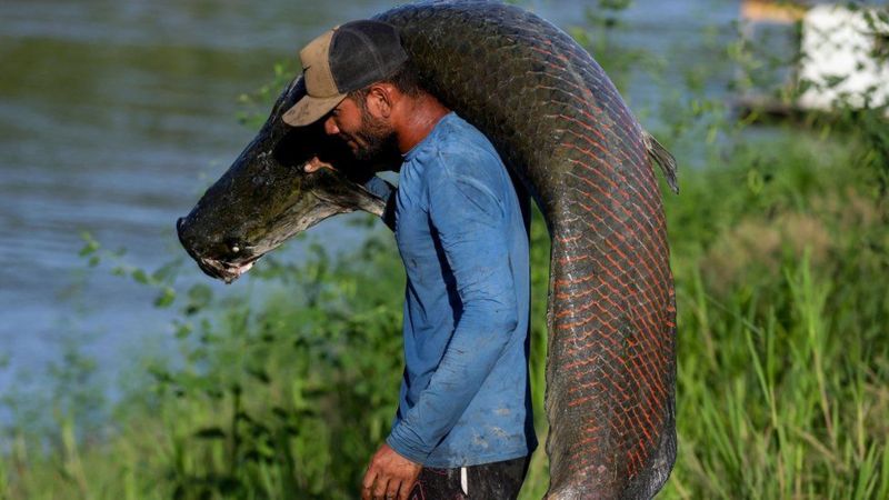 paiche pez 200 kilos