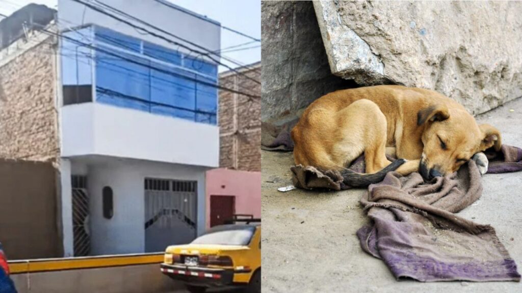 Perrito callejero salva a una familia al orinar encima de un potente mortero