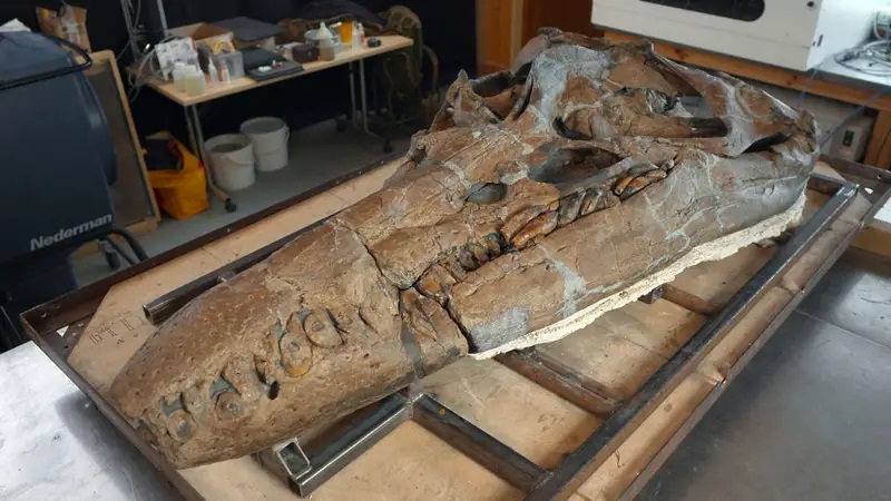 craneo jurasico