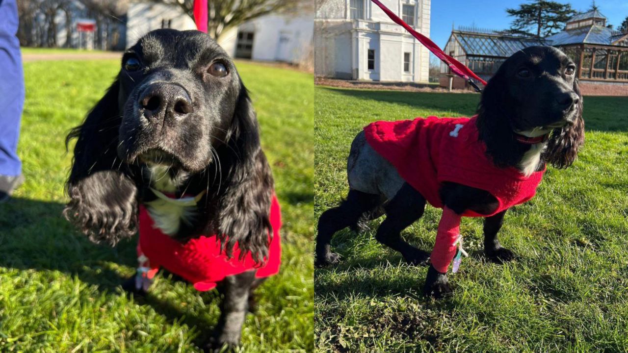 Perrita de seis patas abandonada por deformidad fue operada gracias a donaciones