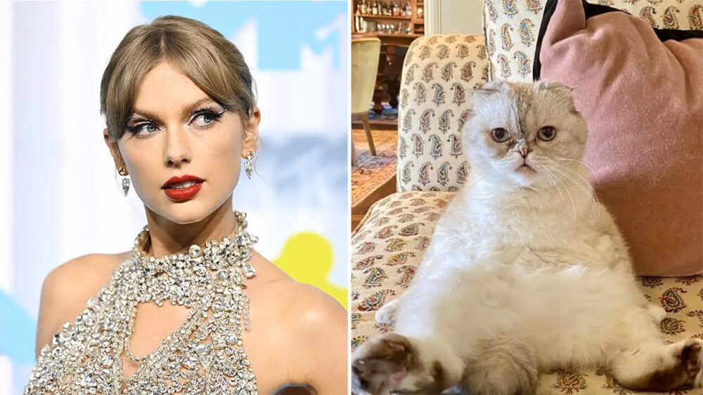 taylor swift gato olivia benson