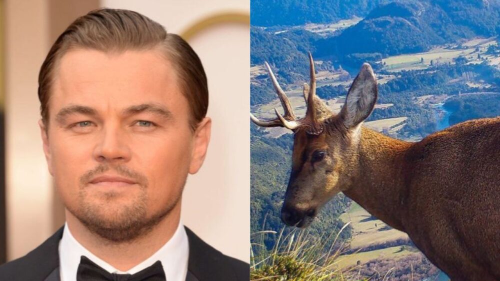 Leonardo DiCaprio se une a la lucha para proteger el huemul