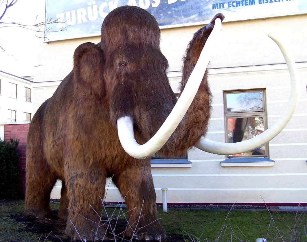 mamut