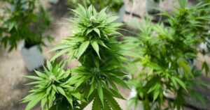 Florida decidirá con votaciones si legaliza o no la marihuana