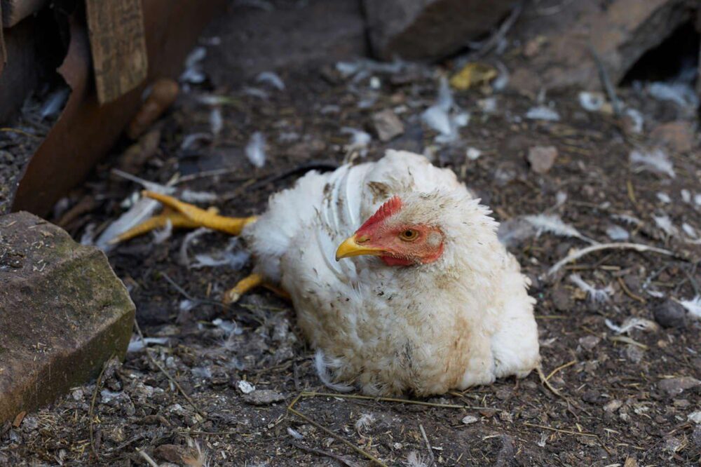 Expertos alertan que una pandemia de gripe aviar pude ser 100 veces peor que el coronavirus