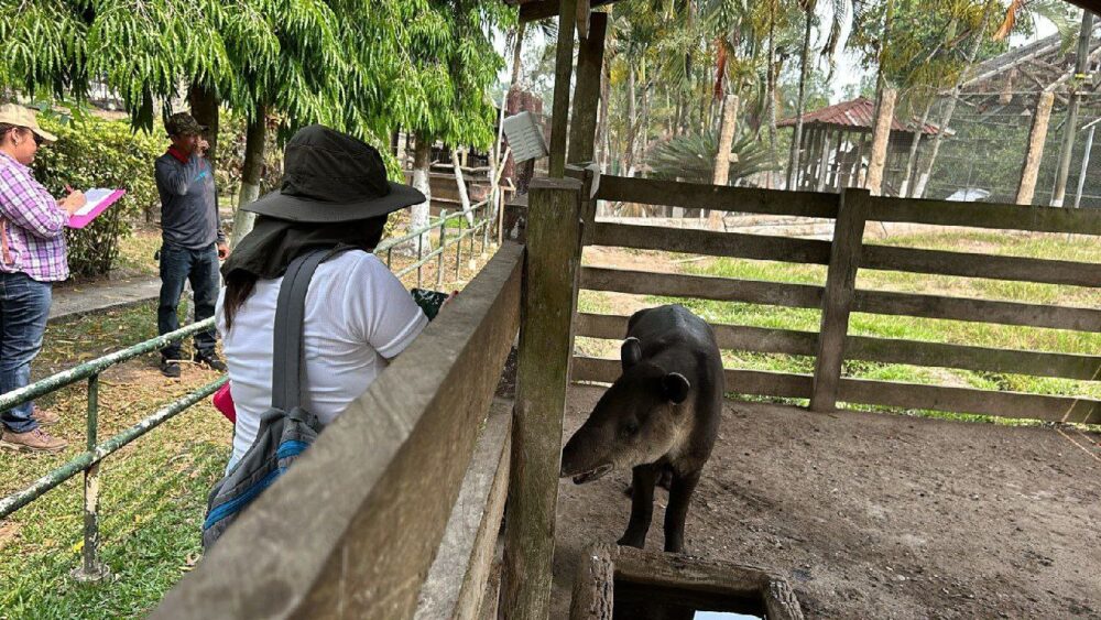 Fiscales de Honduras inicial acciones para rescatar a animales abandonados en el zoológico Joya Grande