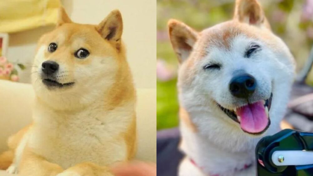 Muere la famosa perrita que inspiró el meme “Doge” y la criptomoneda