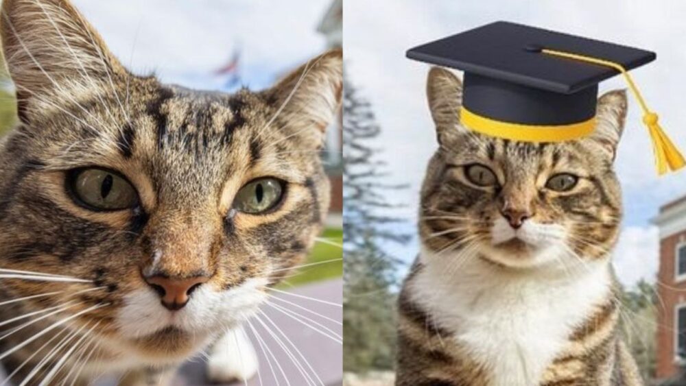 Max, el gato que obtuvo un doctorado en la Universidad de Vermont