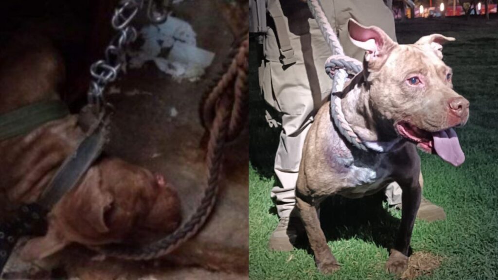 Rescatan a perrito que vivía sin poder moverse por estar amarrado a una cadena