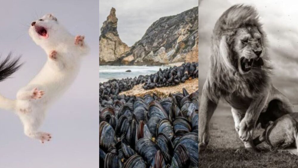 Concurso Wildlife Photographer of the Year deja impresionantes imágenes