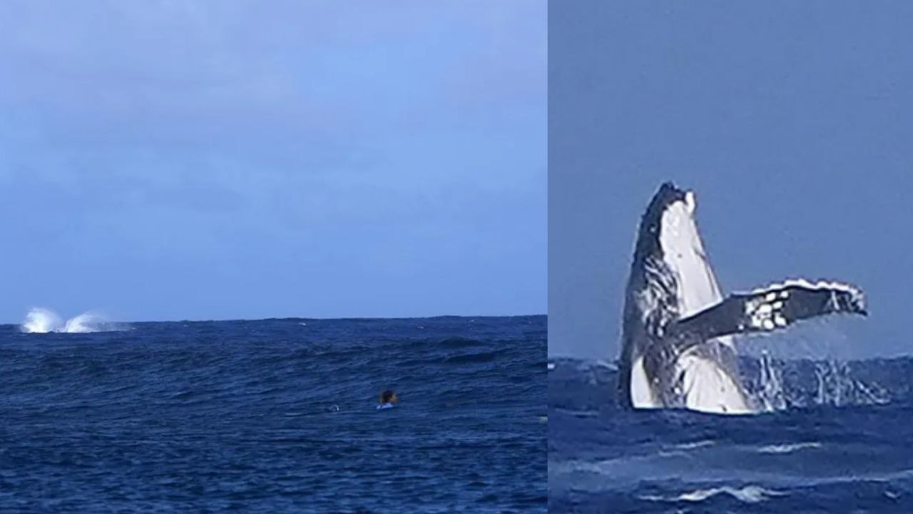 Ballena irrumpe en las semifinales de surf de los Juegos Olímpicos