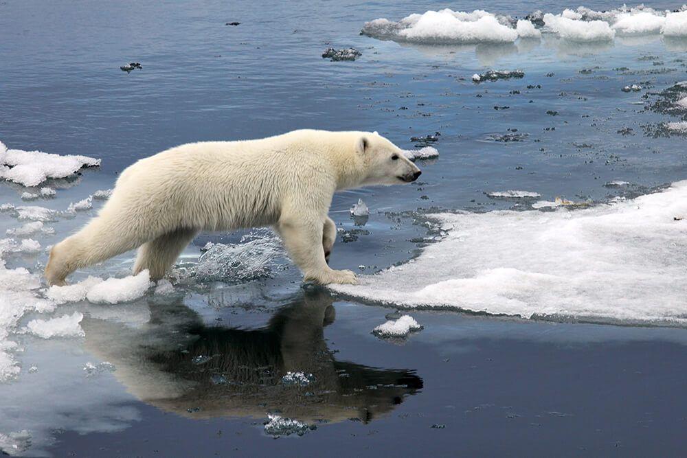 Matan a raro oso polar que apareció en las costas de Islandia buscando comida