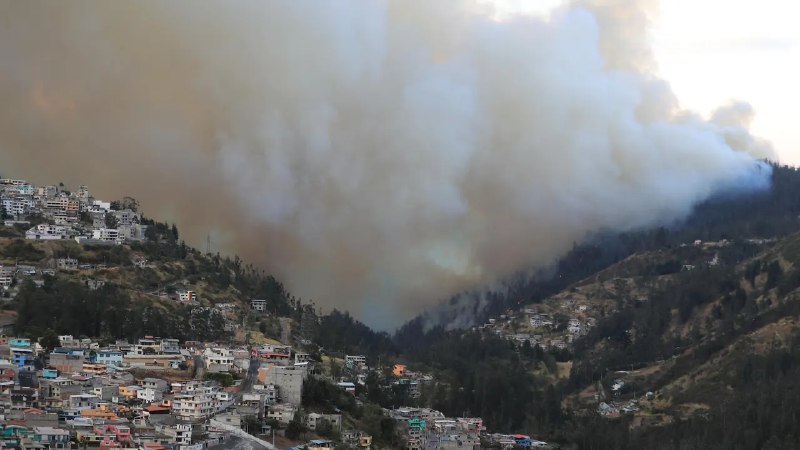 héctareas de bosque