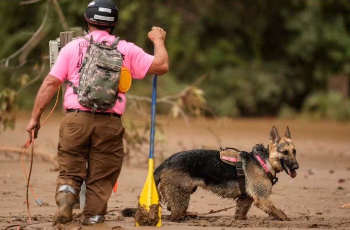 Perros rastreadores buscan cadáveres de los desaparecidos en el huracán Helena 