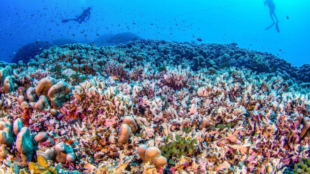 El Pacífico tiene el coral más grande del mundo 