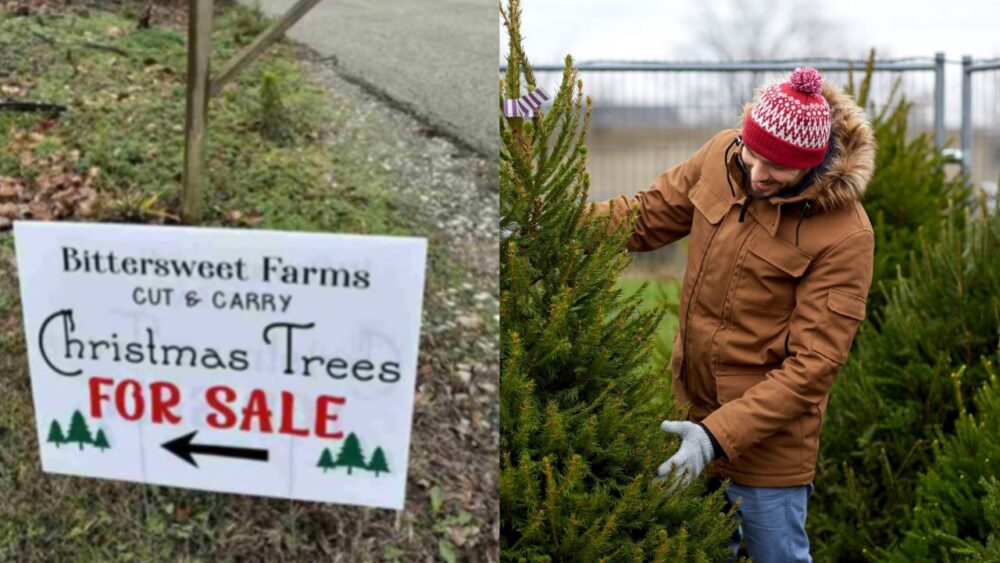 Abuelitos ponen a la venta árboles de Navidad que plantaron por una década para financiar los estudios de sus nietos 