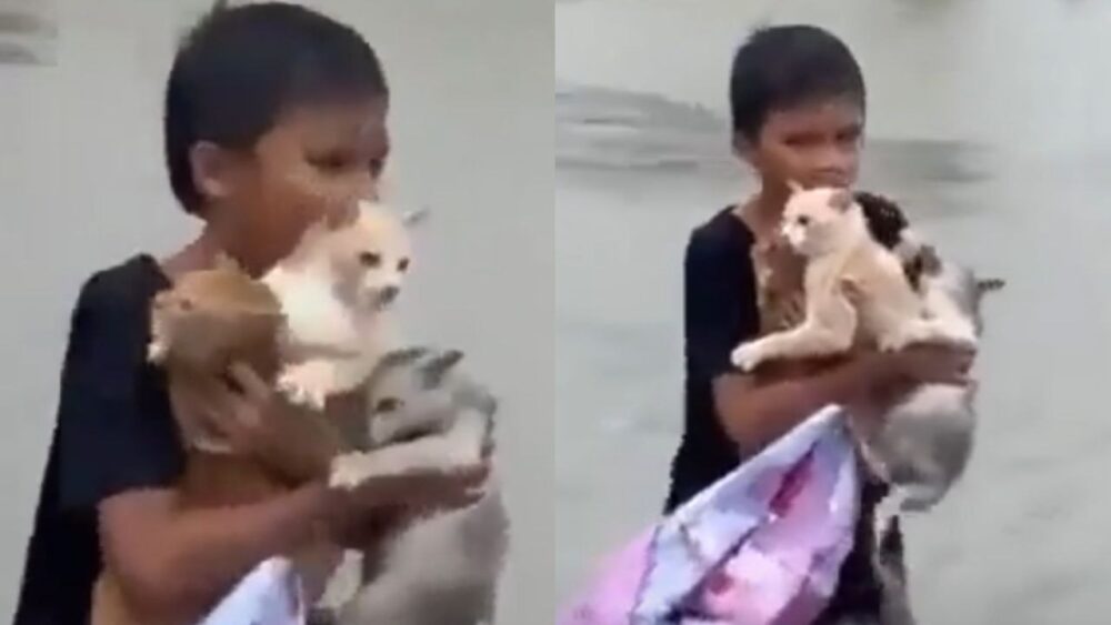 Un niño se convierte en un héroe sin capa al salvar a tres gatos durante una gran inundación