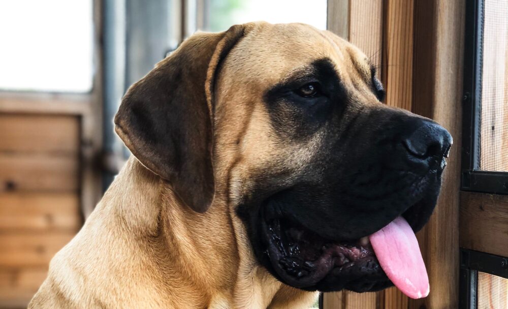 perro